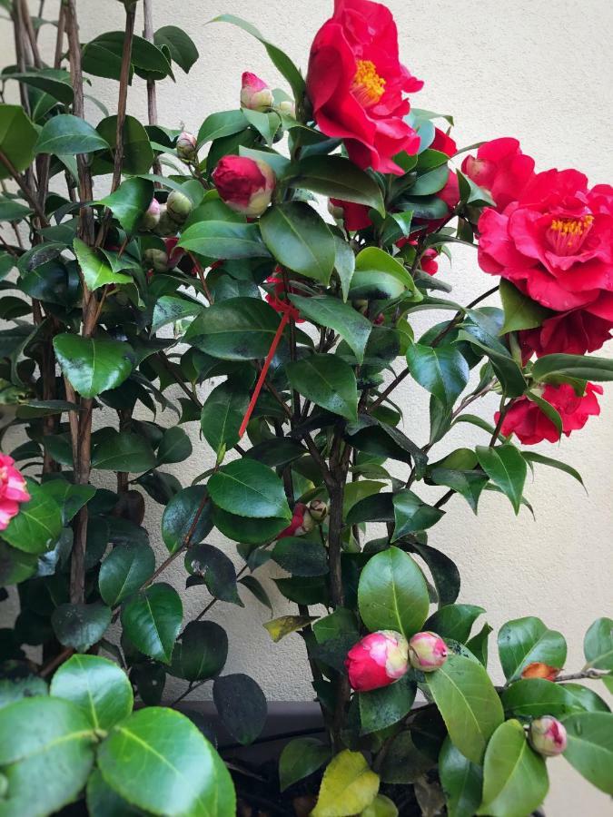 Apartamento Le Conterie Blu E Rosse